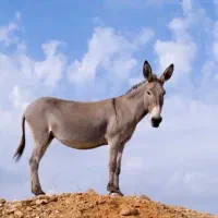 خر عشایری باربری
