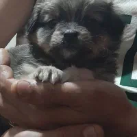 یک عدد سگ نژاد شتزو