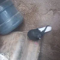 دم سفید|پرنده|خرمشهر, |دیوار