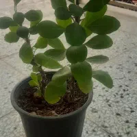 گل مرجان ۸۰