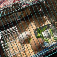 یک جفت همستر|موش و خرگوش|کازرون, |دیوار