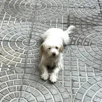 سگ خانگی|سگ|میاندوآب, |دیوار