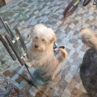 واگذاری سگ اشپیدز