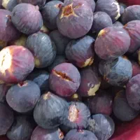انجیر تازه