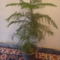 4شاخه گل زیپلین باکلی پاجوش|گل و گیاه طبیعی|بروجرد, |دیوار