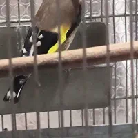 سهره جوجه قفس زیبا تنه دار تازه صاف