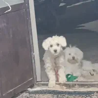 سگ خانگی|سگ|بم, |دیوار