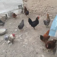 مرغ وخروس محلی