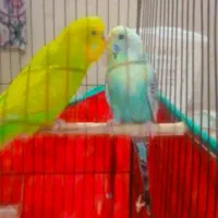 جفت مرغ عشق|پرنده|جیرفت, |دیوار