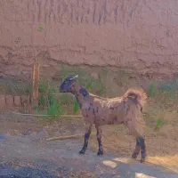 دوتا گیسه اوست