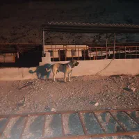 واگذاری پژدر نر