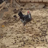 خروس طوسی بدون پر غلط