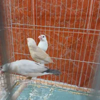 فنچ نرگسی آلبینو و شکلاتی