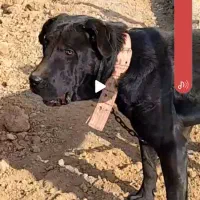 سگ گم شده|حیوانات|جلفا, |دیوار