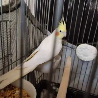 عروس هلندی|پرنده|بهارستان, |دیوار