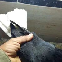 جوجه زاغ دم‌سفید