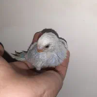 جوجه مرغ عشق|پرنده|زاهدان, |دیوار