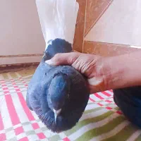 کبوتر|پرنده|اهواز, پردیس|دیوار