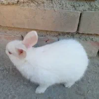 بچه خرگوش ۴عدد