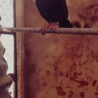 سیاه پلنگ|پرنده|بافق, |دیوار