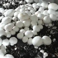 استخدام حسابدار