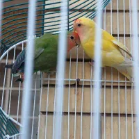 جفت کوتوله برزیلی بدون قفس