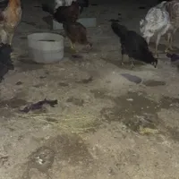 مرغ و وارک