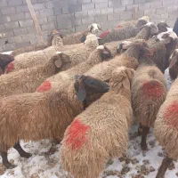 ۲۲راس گوسفند میش بره وابستن جوان داشتی مهربانی|حیوانات مزرعه|خرم‌آباد, |دیوار