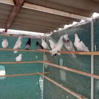 کبوتر پرشی|پرنده|ماهدشت, |دیوار