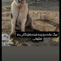 سگ دزدیده شده