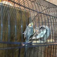 دو تا عروس هلندی نر شیطون|پرنده|مشهد, آزادشهر|دیوار