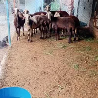 ۵راس میش پلنگی بروجردی ابستن با دوتا بره قوچ پلنگی|حیوانات مزرعه|نکا, |دیوار