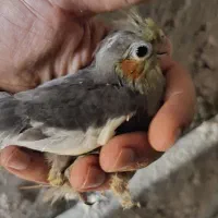 جوجه عروس هلندی