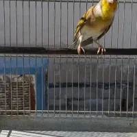 سهره قناری استاد