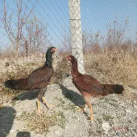 لاری|حیوانات مزرعه|سلماس, |دیوار