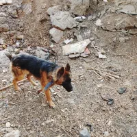 سگ ژرمن|سگ|رودهن, |دیوار