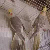 عروس هلندی|پرنده|تربت‌حیدریه, ۴۵ متری|دیوار