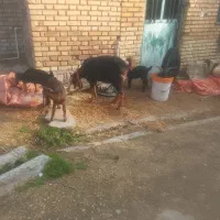 دوعدد‌بزوبیگ|حیوانات مزرعه|دزفول, |دیوار