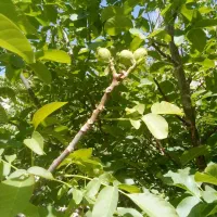 فروش-باغ-در-چهار-طاق-گرمسار