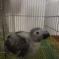 جوجه کاسکو دم قرمز حلقه پا