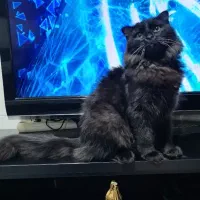 گربه پرشین بلک|گربه|ماهدشت, |دیوار