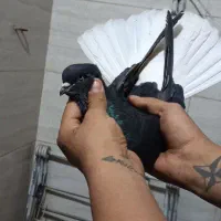 جفت اشعل وکوهی دم سفید|پرنده|اهواز, بهارستان|دیوار