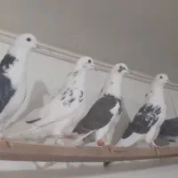 کفتر۸ نروماده صاف زیر۶یا۷نی عالی جنس پرشی فقط یکجا