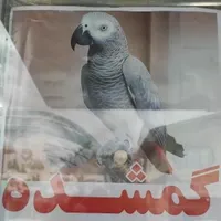 کاسکو دم قرمز