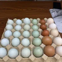 تخم نطفه‌دار رنگی