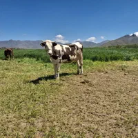 گاو سیمینتال با گوساله شاروله