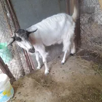 دوتا بز پاکستانی و نژاد خوب