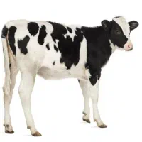 فروش گوساله هلشتاین