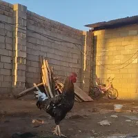 خروس چاق سنگین|پرنده|کوهدشت, |دیوار