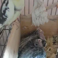 جوجه سرلاکی عروس هلندی|پرنده|لاهیجان, طالقانی|دیوار